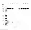 Fig. 76 - COMPOSITIONS AND METHODS FOR TREATING COLLAGEN-MEDIATED DISEASES