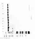 Fig. 80 - COMPOSITIONS AND METHODS FOR TREATING COLLAGEN-MEDIATED DISEASES