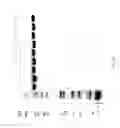Fig. 83 - COMPOSITIONS AND METHODS FOR TREATING COLLAGEN-MEDIATED DISEASES