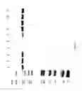Fig. 89 - COMPOSITIONS AND METHODS FOR TREATING COLLAGEN-MEDIATED DISEASES