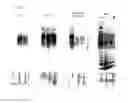 Fig. 03 - MDR specific antibody