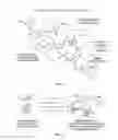 Fig. 02 - Naturally-Occurring CpG Oligonucleotide Compositions and Therapeutic Applications Thereof