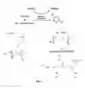 Fig. 09 - Engineering synthethic brain penetrating gene vectors