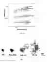 Fig. 17 - Engineering synthethic brain penetrating gene vectors