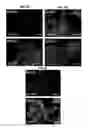 Fig. 18 - Endogenous neogenesis of beta cells