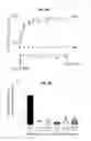 Fig. 19 - Endogenous neogenesis of beta cells