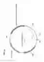 Fig. 25 - Endogenous neogenesis of beta cells