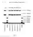 Fig. 06 - COLLAGEN BASED MATERIALS AND METHODS OF USING THEM