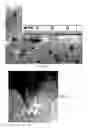 Fig. 09 - COLLAGEN BASED MATERIALS AND METHODS OF USING THEM
