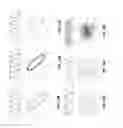Fig. 13 - Systems and methods for rehabilitation of limb motion