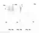 Fig. 20 - Motion sensing device which provides a visual indication with a wireless signal