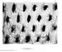 Fig. 16 - Method for making an apertured web