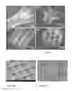 Fig. 07 - Layerless bioprinting via dynamic optical projection and uses thereof