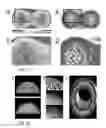 Fig. 12 - Layerless bioprinting via dynamic optical projection and uses thereof