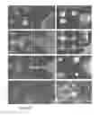 Fig. 16 - Layerless bioprinting via dynamic optical projection and uses thereof