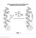 Fig. 02 - Stabilized compounds having secondary structure motifs