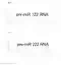 Fig. 08 - Methods and compositions for controlling gene expression and treating cancer