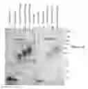 Fig. 02 - LONG-ACTING OXYNTOMODULIN VARIANTS AND METHODS OF PRODUCING SAME