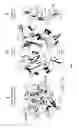 Fig. 02 - NOVEL CRYSTAL STRUCTURE AND LIGAND BINDING SITES OF TRAIL RECEPTOR