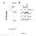 Fig. 23 - NOVEL CRYSTAL STRUCTURE AND LIGAND BINDING SITES OF TRAIL RECEPTOR