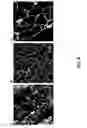 Fig. 09 - Method for the preparation of high molecular weight oligo(alkylene glycol) functionalized polyisocyanopeptides