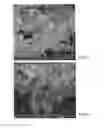 Fig. 05 - NANO CRYSTALLINE CELLULOSE IN CONSTRUCTION APPLICATIONS