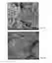 Fig. 06 - NANO CRYSTALLINE CELLULOSE IN CONSTRUCTION APPLICATIONS