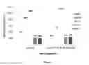 Fig. 08 - Stop-on silicon containing layer additive