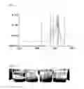 Fig. 06 - Bio-derived composition for dust control