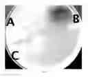 Fig. 02 - BACTERIAL STRAIN FOR LEAD PRECIPITATION