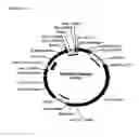 Fig. 02 - DNA plasmids with improved expression