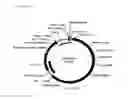 Fig. 06 - DNA plasmids with improved expression