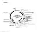 Fig. 09 - DNA plasmids with improved expression