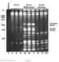 Fig. 04 - RECOMBINANT RNA PRODUCTION