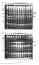 Fig. 05 - RECOMBINANT RNA PRODUCTION