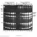 Fig. 07 - RECOMBINANT RNA PRODUCTION