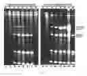 Fig. 08 - RECOMBINANT RNA PRODUCTION