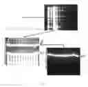 Fig. 10 - RECOMBINANT RNA PRODUCTION