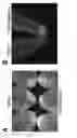 Fig. 13 - RECOMBINANT RNA PRODUCTION