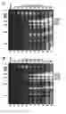 Fig. 19 - RECOMBINANT RNA PRODUCTION