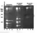 Fig. 20 - RECOMBINANT RNA PRODUCTION