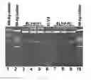 Fig. 22 - RECOMBINANT RNA PRODUCTION