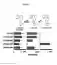 Fig. 06 - Compositions and methods for producing podophyllotoxin derivatives