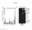 Fig. 10 - Compositions and methods for producing podophyllotoxin derivatives