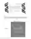 Fig. 03 - Method for detecting guanine-abasic site in DNA