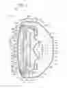 Fig. 04 - Vehicle lighting apparatus with Fresnel lens and convex lens array