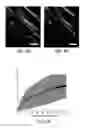 Fig. 07 - Protein retention expansion microscopy