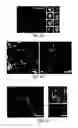 Fig. 09 - Protein retention expansion microscopy