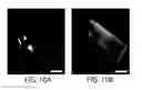 Fig. 22 - Protein retention expansion microscopy
