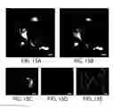 Fig. 30 - Protein retention expansion microscopy
